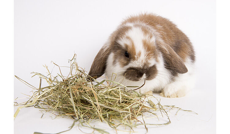 little rabbit eating hay on a white background